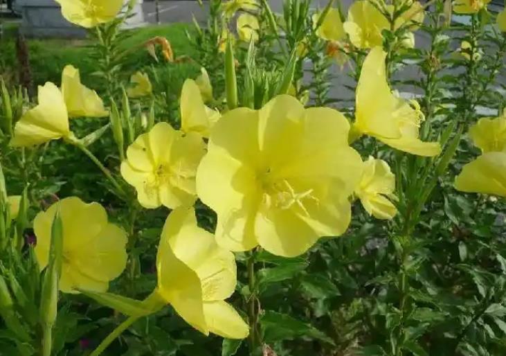 待宵草有什麼別名,生長在什麼環境條件的地方?