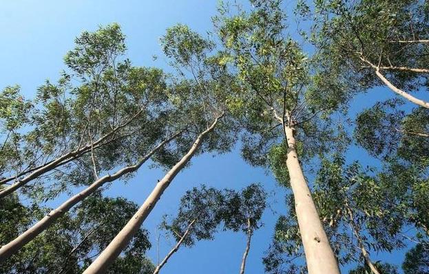 桉樹是什麼植物?探索它對生態與環境的影響