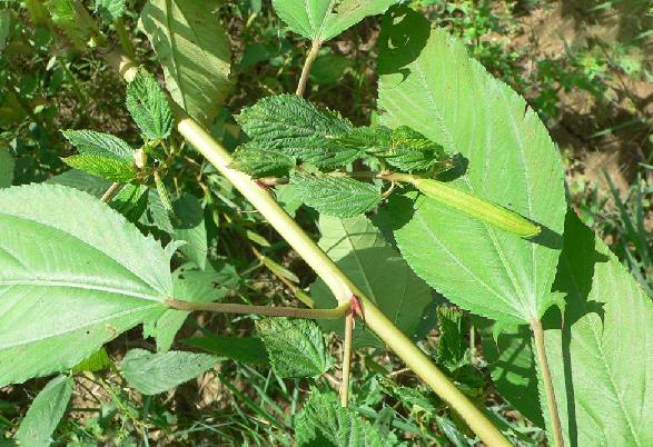 長蒴黃麻是入侵植物嗎,有什麼危害和價值?
