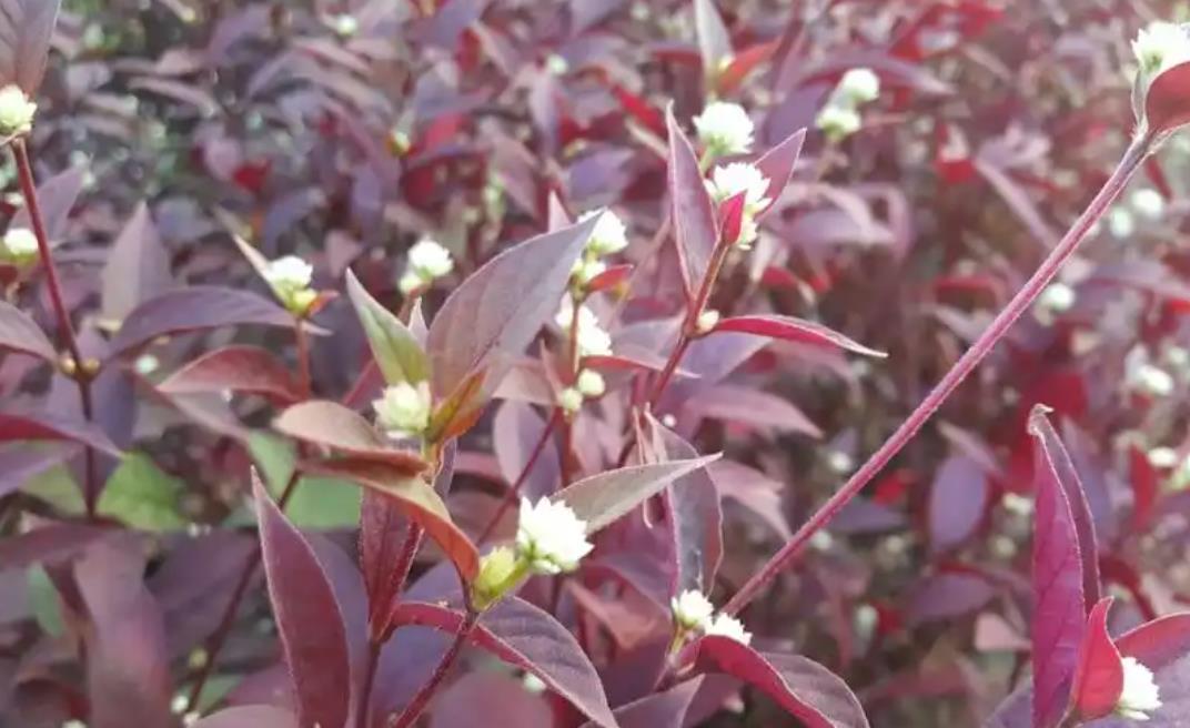 紅龍草擁有頑強生命力,是園藝景觀的優選植物