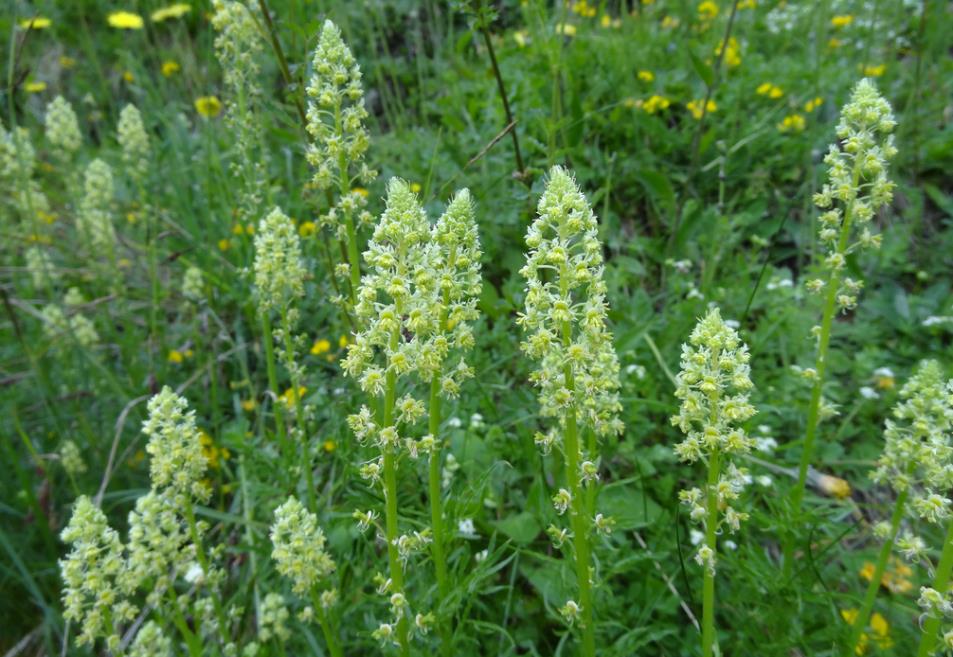 芳香四溢的草本植物-黃木犀草的生長環境揭秘