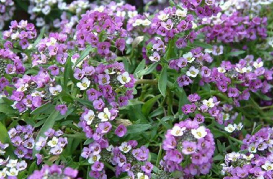 警惕歐洲庭芥在中國蔓延,生態危害不容忽視