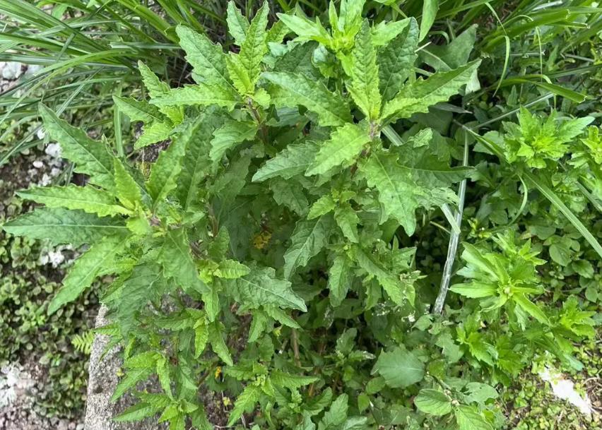 獨特的二行芥,十字花科中的“二行”奇觀