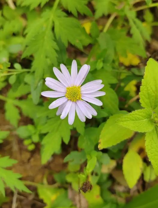 馬蘭菊開花是什麼顏色,打造庭院中的紫色花海