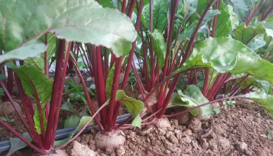 鮮紅山梗菜是什麼植物,有什麼價值用途?