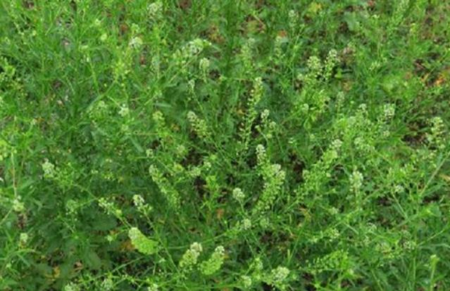 獨行菜長什麼樣子，有哪些用途?