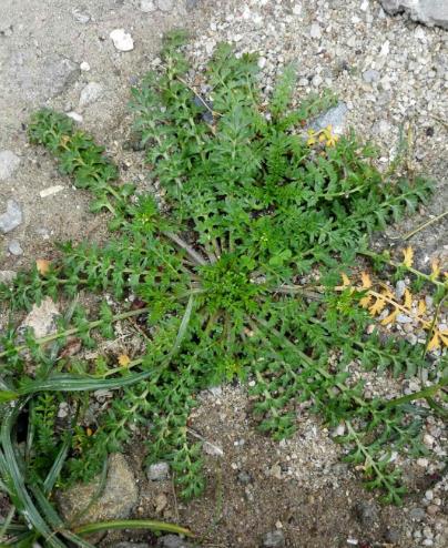獨行菜長什麼樣子,有哪些用途?