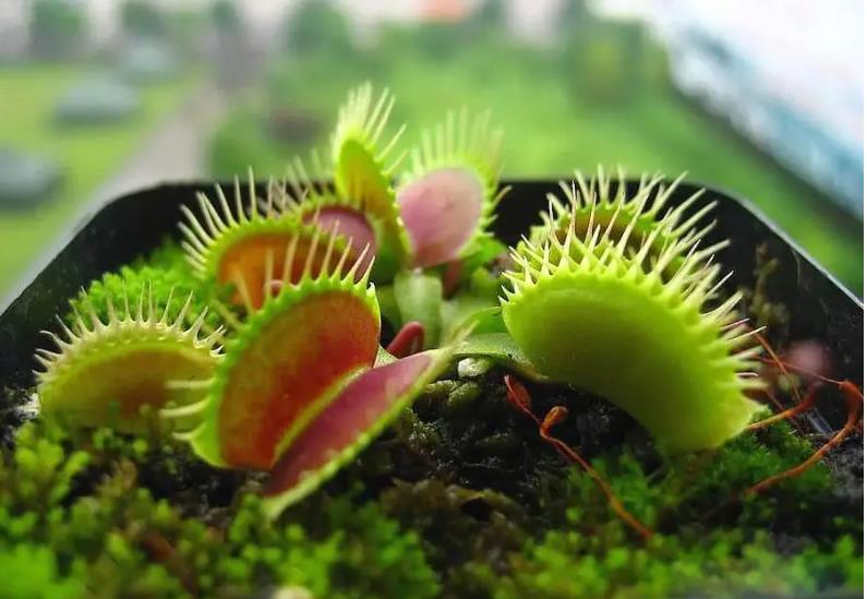 捕蚊草是自然界中的捕蟲奇兵，解析它的特征與捕蟲機製