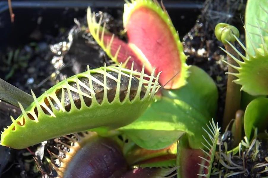 捕蚊草是自然界中的捕蟲奇兵,解析它的特征與捕蟲機製