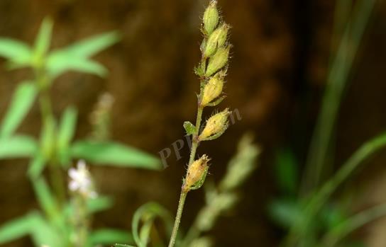 蠅子草生長環境條件解析，從平原到高山皆能紮根生長