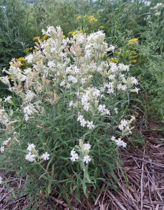 蠅子草生長環境條件解析,從平原到高山皆能紮根生長