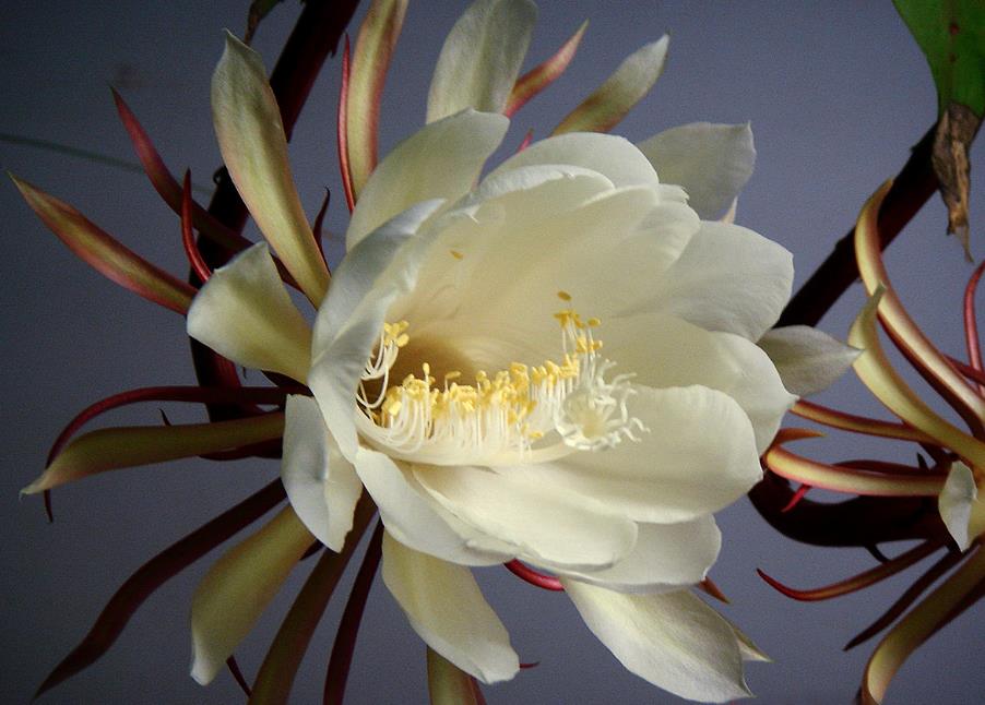 曇花不僅美麗，它還有神奇功效-清熱潤肺、通便養顏
