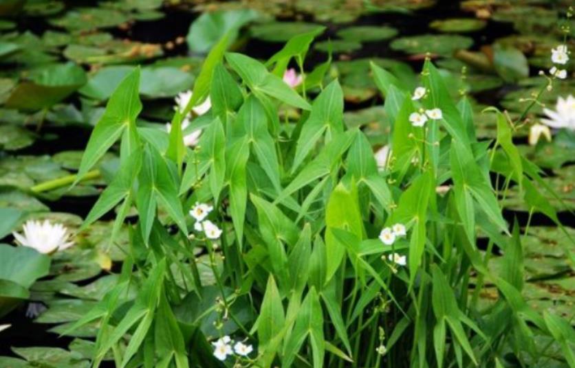 慈菇是什麼植物,怎麼養殖長得好?