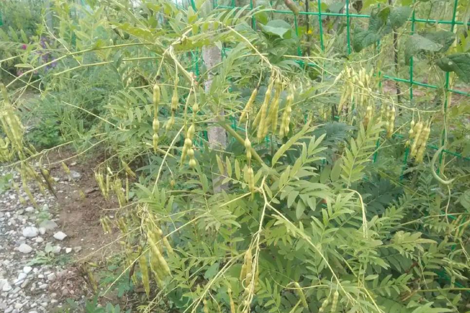 苦參種植不求人,詳細步驟助你成功種植這味珍貴藥材