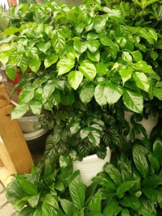 綠寶是什麼花卉綠植,室內好養殖嗎?
