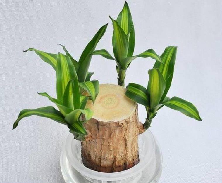 巴西木是什麼植物?生長條件環境是怎樣的?