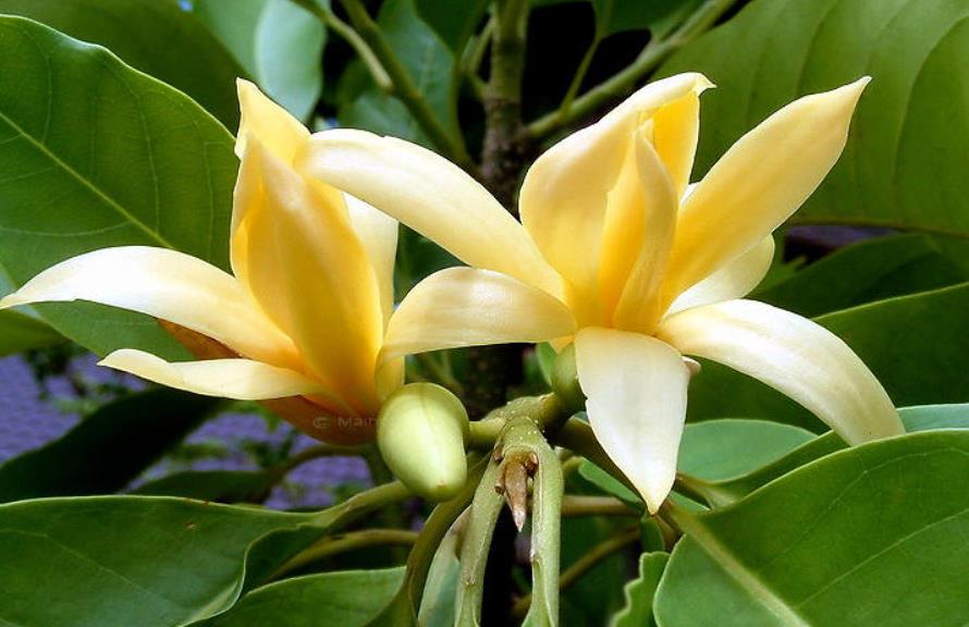 探秘金香木:四季常綠的高大喬木,花朵芬芳色彩絢麗
