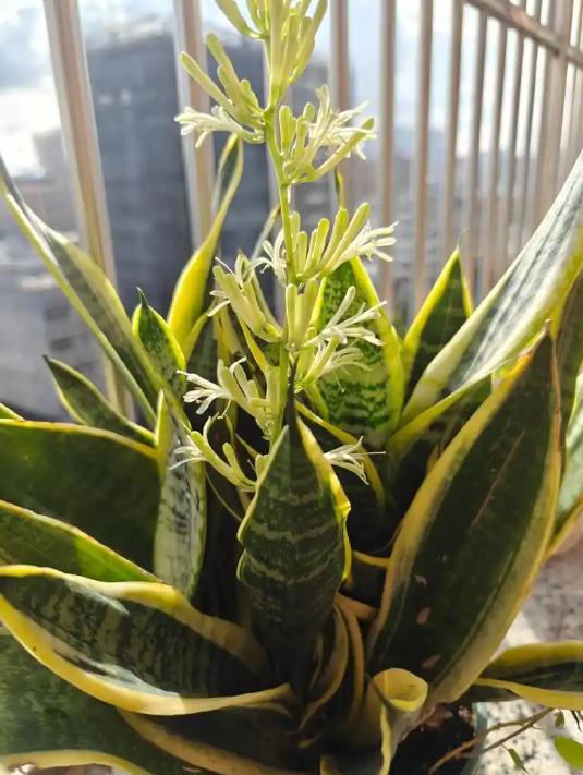 虎皮花開花斑斕如虎,冬日養護有妙招!
