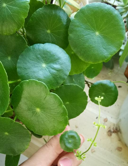 三葉銅錢草有什麼別名,怎麼養殖長的好?