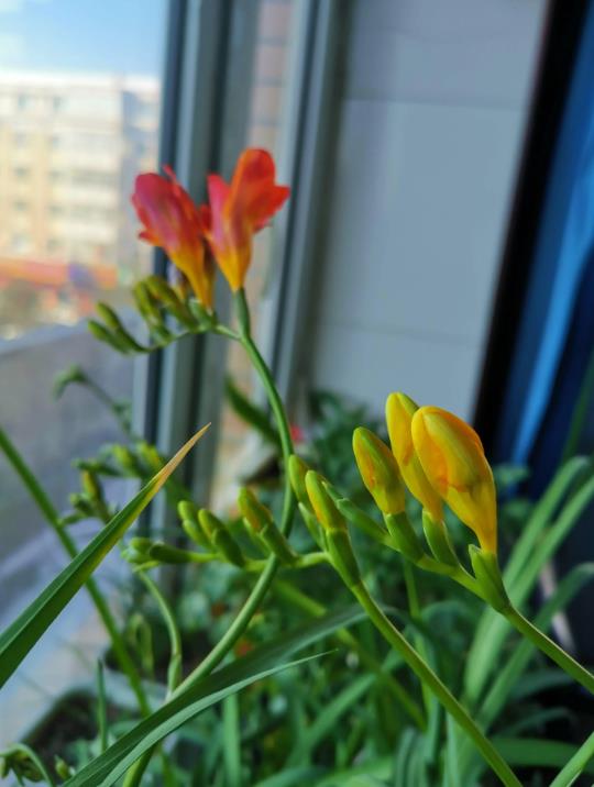 香雪蘭什麼時候開花,冬天有哪些養護技巧
