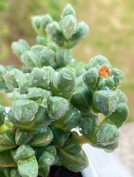 鹿角海棠是什麼時候開花,冬天怎麼養護?