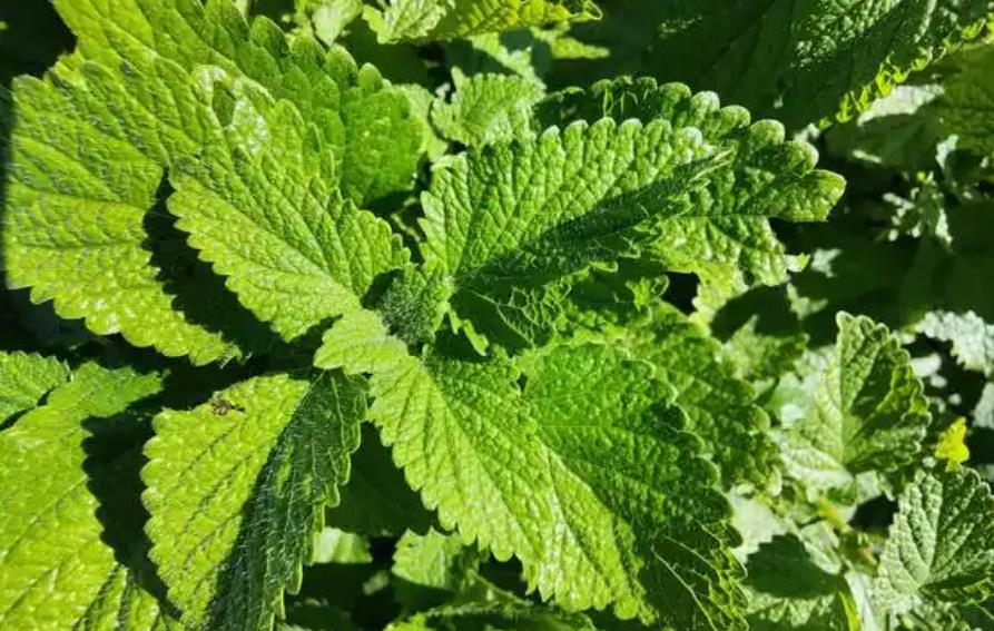 香蜂花種植與養護全攻略：何時播種，如何嗬護？