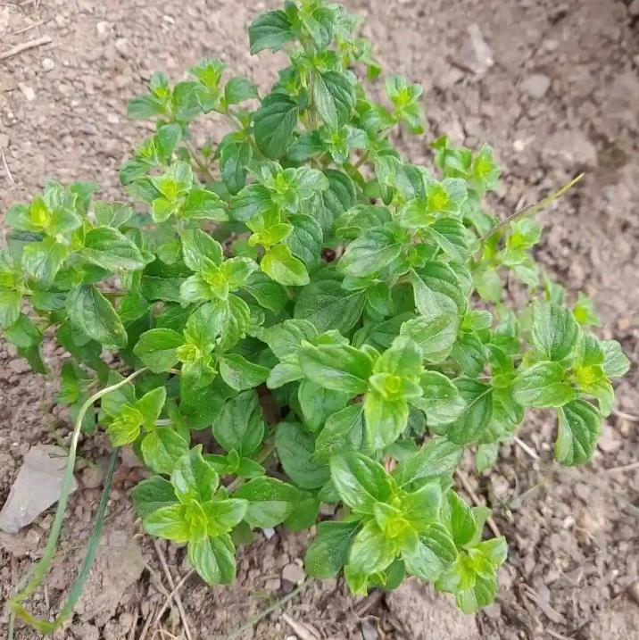 牛至是什麼植物,怎麼養殖打造香草小花園
