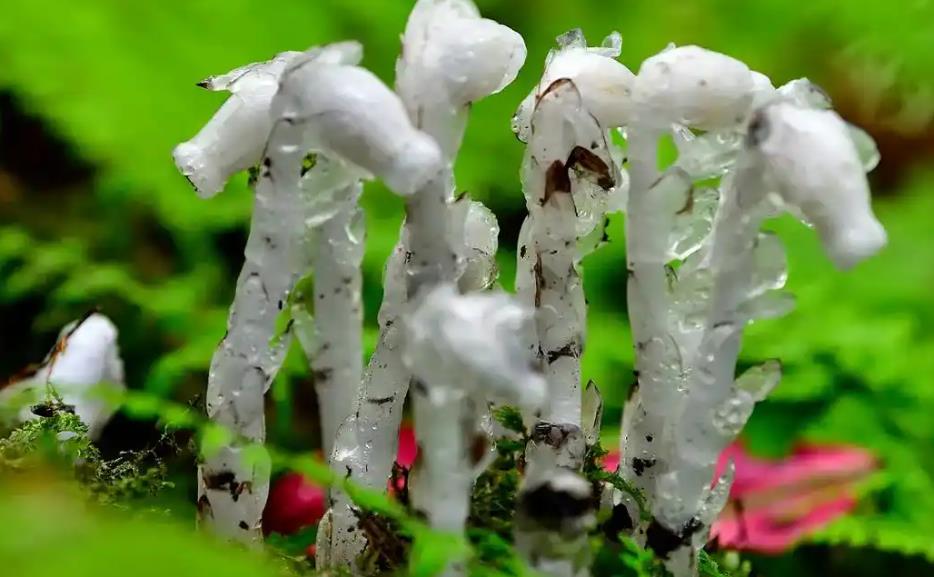 水晶蘭是花還是草？它好養嗎？