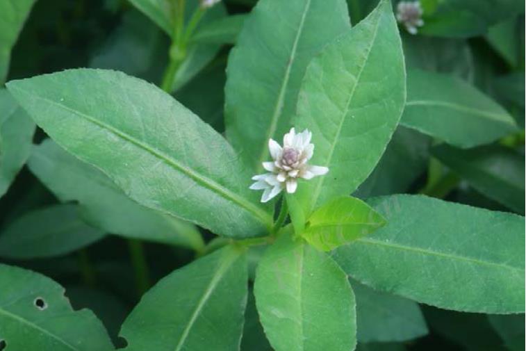 空心蓮子草什麼環境地方可以種植，有什麼藥用價值？