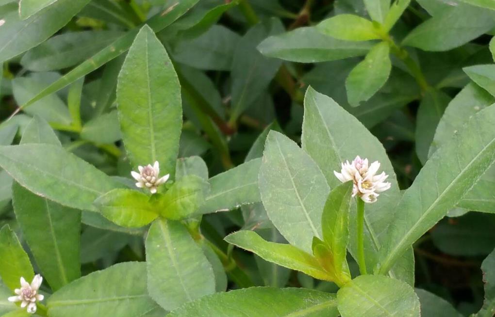 空心蓮子草什麼環境地方可以種植,有什麼藥用價值?
