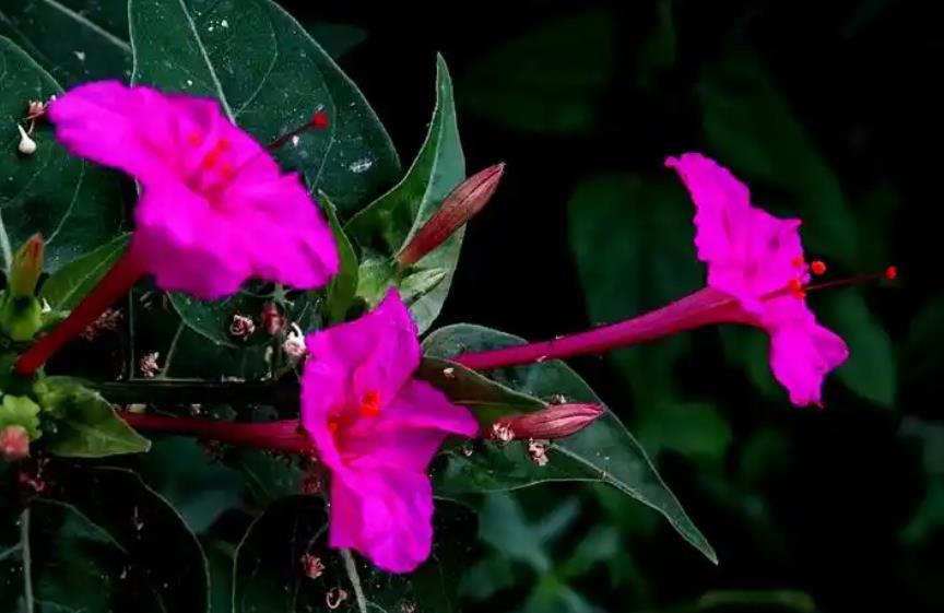 五香梅是梅花嗎，什麼時候開花？