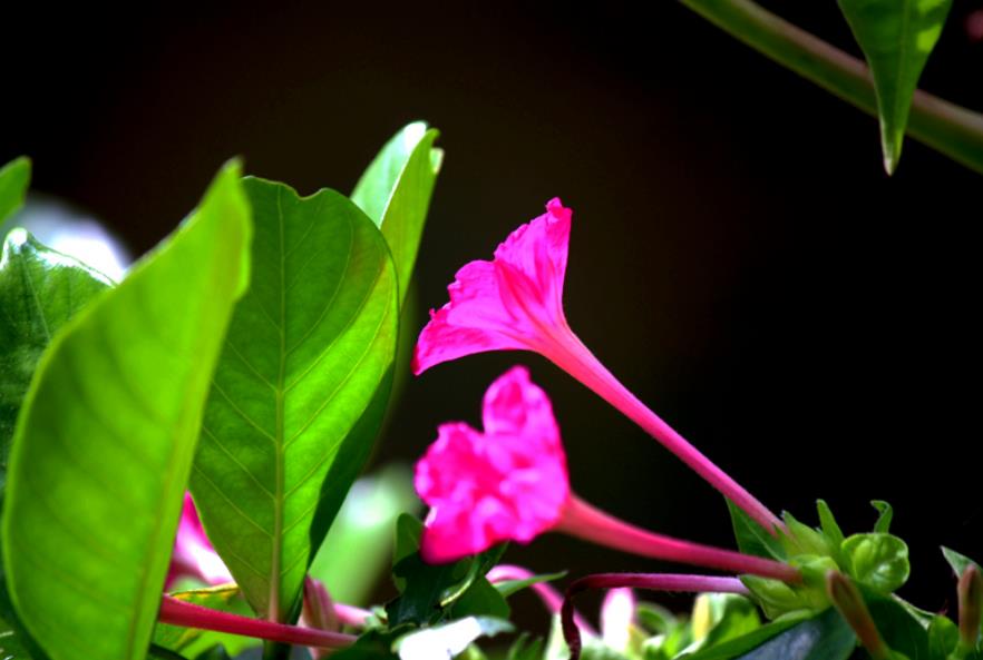 五香梅是梅花嗎,什麼時候開花?
