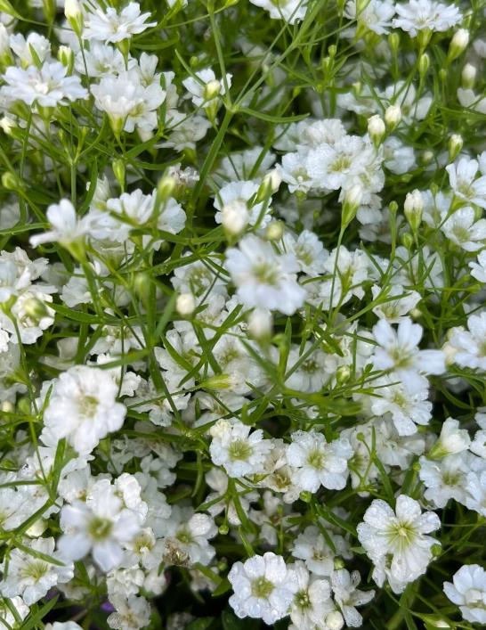 圓錐石頭花長什麼樣?冬日養殖技巧分享