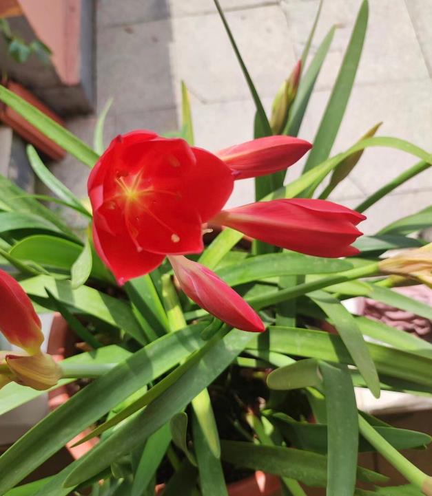 紫根蘭一年開幾次花,冬天怎麼養護和管理?