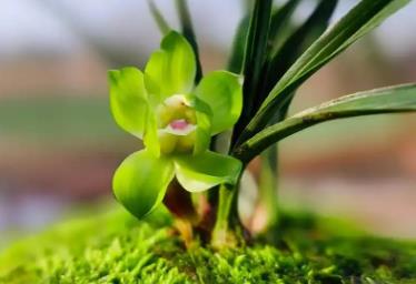 綠蘭花有香味嗎，什麼時候開花？