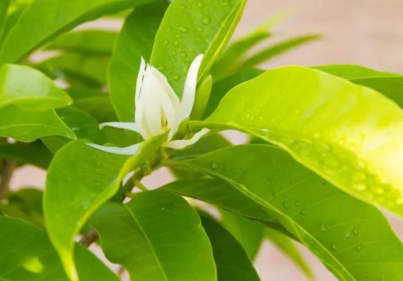 白蘭樹葉子發黃有鏽斑怎麼辦？