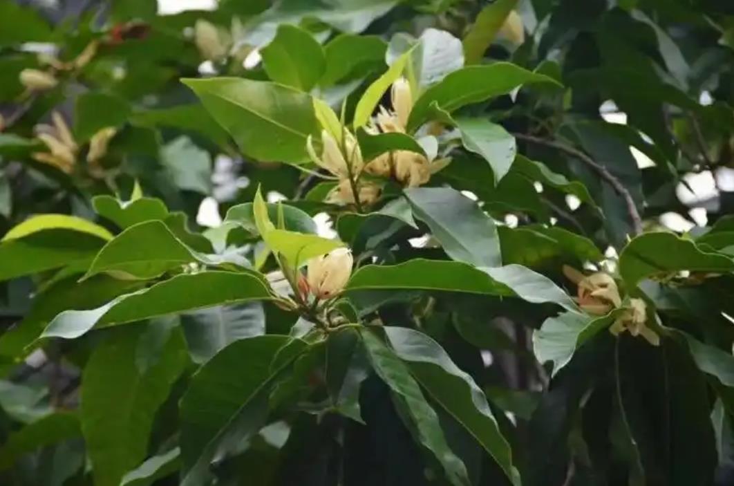 白蘭樹葉子發黃有鏽斑怎麼辦?