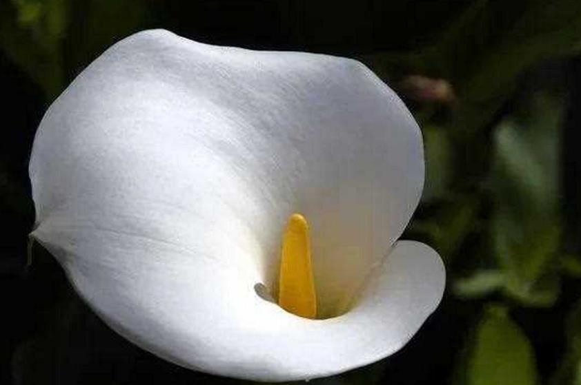 白馬蹄蓮為什麼不開花？