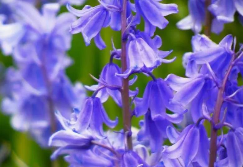 藍鈴花怎麼養護和管理？