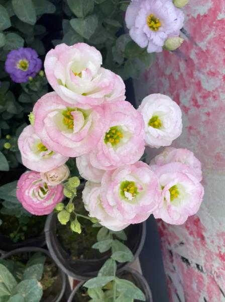 洋桔梗一年能開幾次花，冬天怎麼養護？