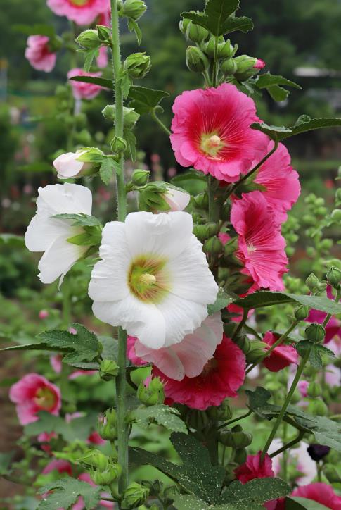 蜀葵幾月份播種幾月份開花?