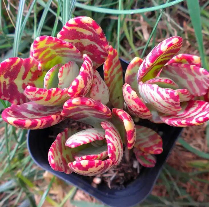 花葉川蓮是什麼植物?怎麼繁殖?