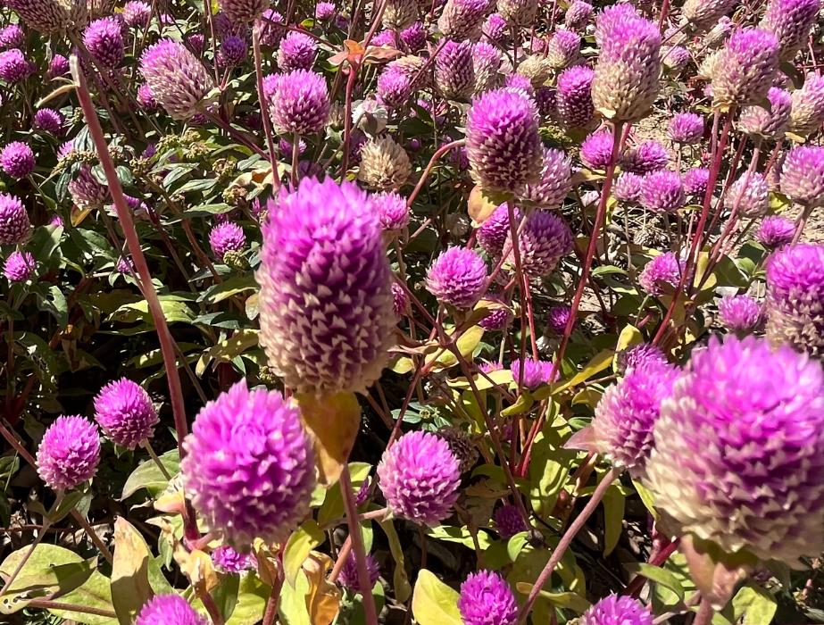 打造千日紅花海:播種時機與養護技巧詳解