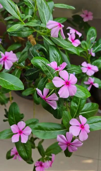 長春花是什麼花,為什麼叫奪命花?