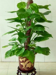 怎樣製作綠蘿圖騰柱