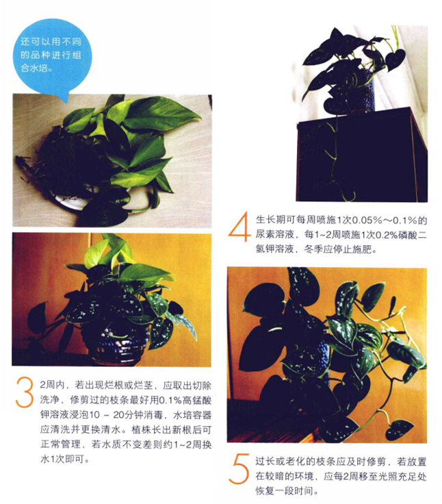 綠蘿水培方法圖解，圖文並茂給你一個全新的水培方法步驟