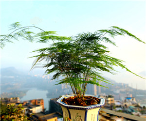 為什麼說澆水是栽培文竹成敗的關鍵