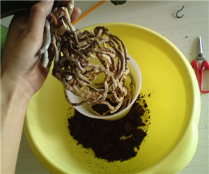 蝴蝶蘭用什麼肥