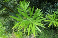 羅漢鬆
