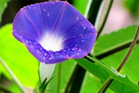 牽牛花